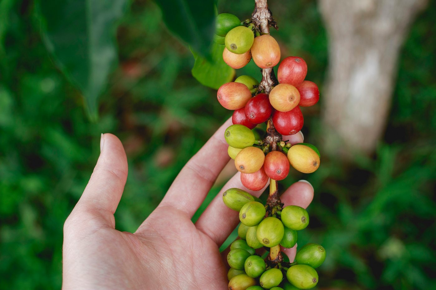 Close-up of ripe coffee cherries on a branch