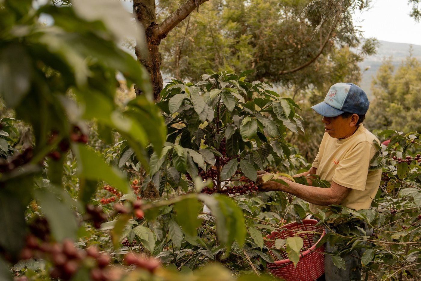 Coffee grower harvesting ripe cherries in a coffee field